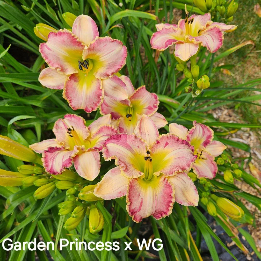 A Loveliness of Ladybugs - SF — CT Daylily
